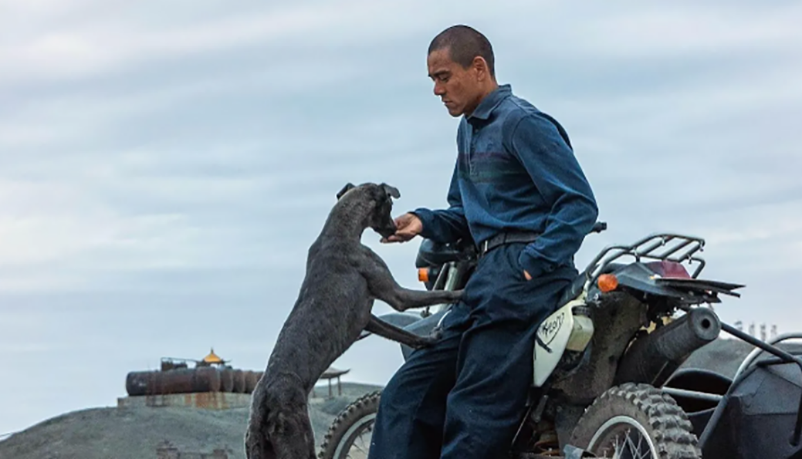 Black dog sitio web