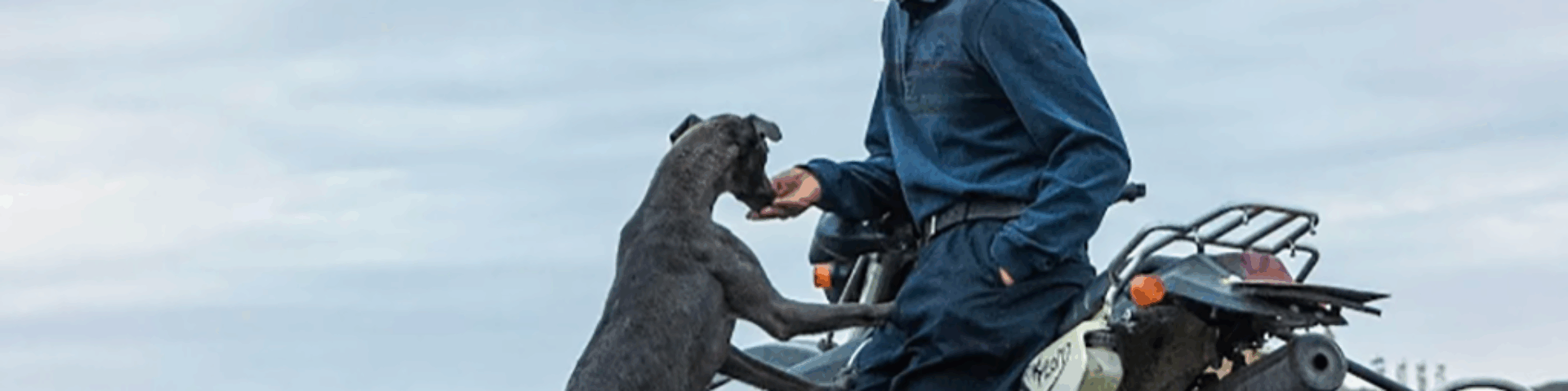 Black dog sitio web