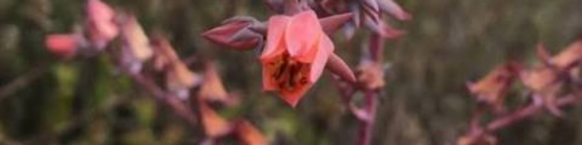 images-4